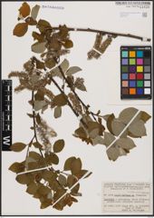 Foto von Salix caprea L.